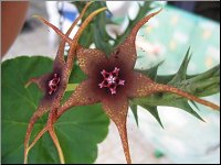 Orbea caudata ssp caudata